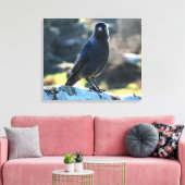Jackdaw Leinwanddruck (Insitu (Wohnzimmer))
