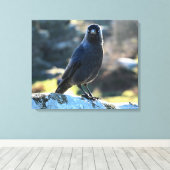 Jackdaw Leinwanddruck (Insitu (Holzboden))