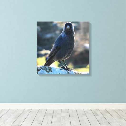 Jackdaw Leinwanddruck (Insitu (Holzboden))