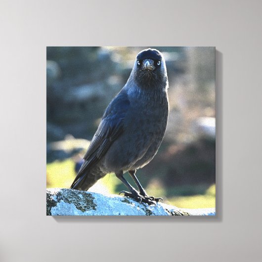 Jackdaw Leinwanddruck (Vorderseite)