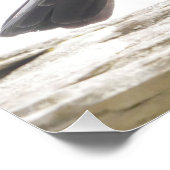 Jackdaw Poster (Ecke)