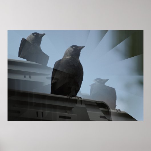Jackdaw Poster (Vorne)