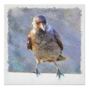 Jackdaw Watercolor Poster