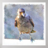 Jackdaw Watercolor Poster (Vorne)