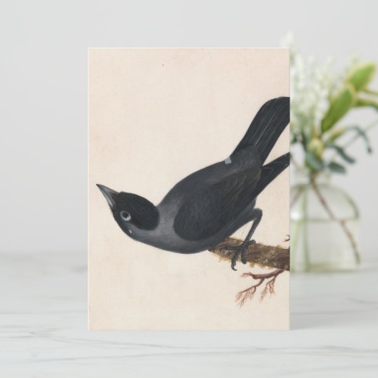 Jackdaw | William Lewin (Stehend Vorderseite)