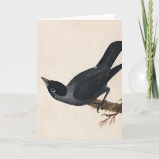 Jackdaw | William Lewin Karte (Vorderseite)