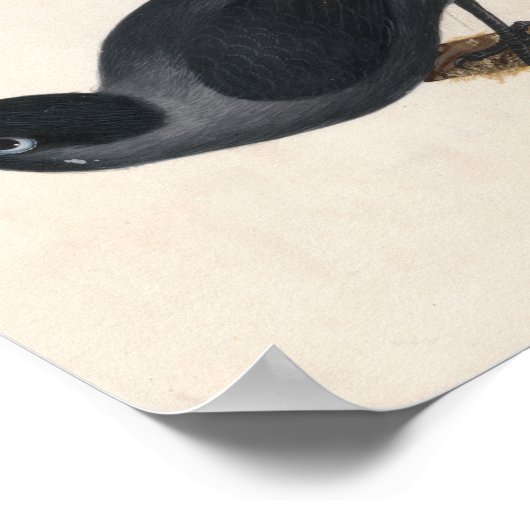 Jackdaw | William Lewin Poster (Ecke)