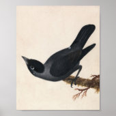 Jackdaw | William Lewin Poster (Vorne)