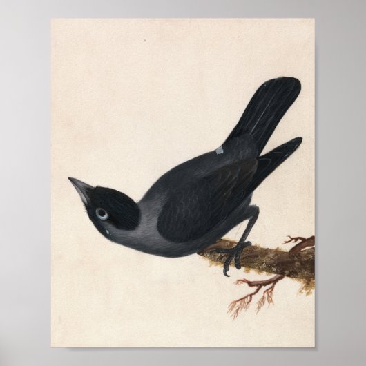 Jackdaw | William Lewin Poster (Vorne)