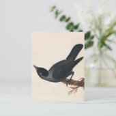 Jackdaw | William Lewin Postkarte (Stehend Vorderseite)