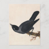 Jackdaw | William Lewin Postkarte (Vorderseite)