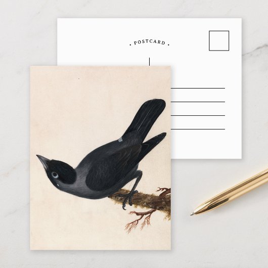 Jackdaw | William Lewin Postkarte