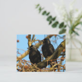 Jackdaws Postkarte (Stehend Vorderseite)