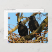 Jackdaws Postkarte (Vorne/Hinten)