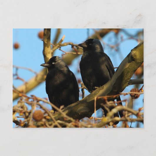 Jackdaws Postkarte (Vorderseite)