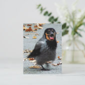 Jackdog Postkarte (Stehend Vorderseite)