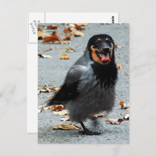 Jackdog Postkarte (Vorne/Hinten)