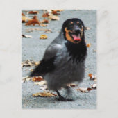 Jackdog Postkarte (Vorderseite)