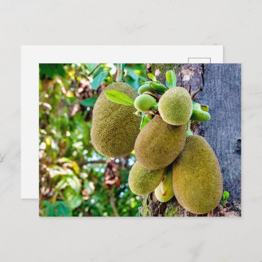 Jackfrucht Postkarte (Vorne/Hinten)