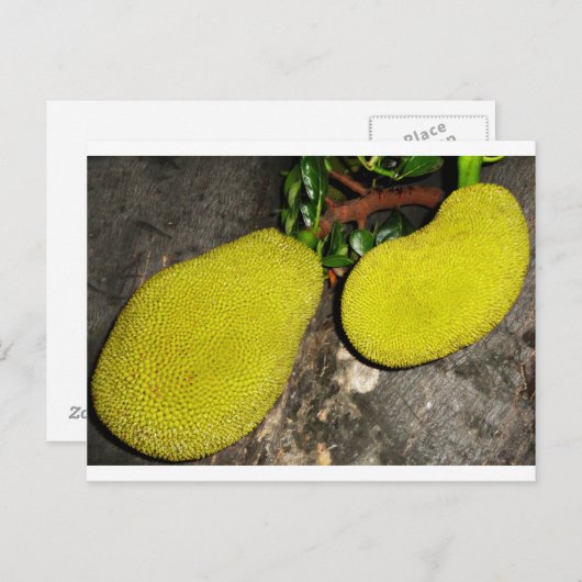 Jackfrucht Postkarte (Vorne/Hinten)