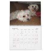 Jackie & Sassy's Wild & Krazy Adventures Kalender (Feb 2027)