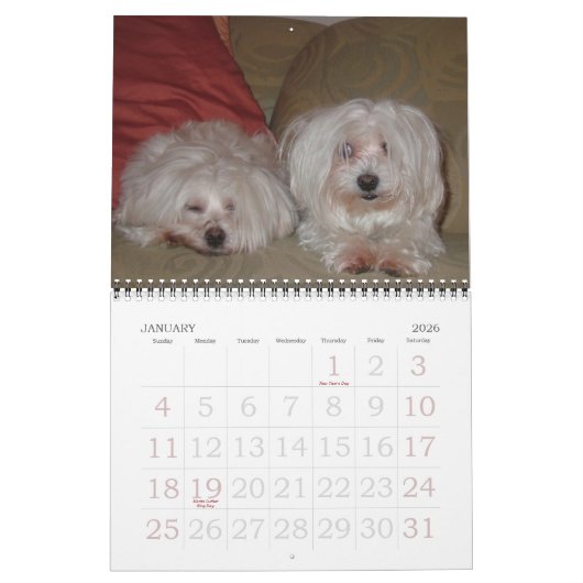 Jackie & Sassy's Wild & Krazy Adventures Kalender (Jan 2026)
