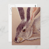 Jackkaninchen Postkarte (Vorne/Hinten)