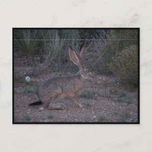 Jackrabbit Postkarte