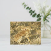 Jackrabbit Sunset Profil Postkarte (Stehend Vorderseite)