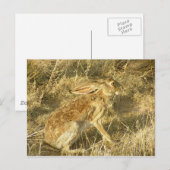 Jackrabbit Sunset Profil Postkarte (Vorne/Hinten)