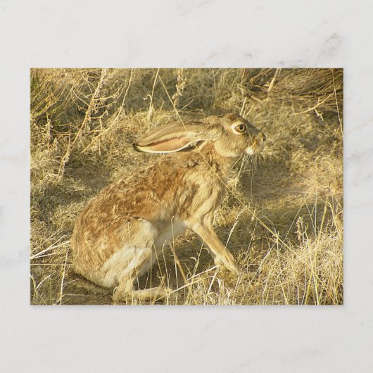 Jackrabbit Sunset Profil Postkarte (Vorderseite)