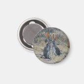 Jackrabbits Magnet (Vorderseite/Rückseite)