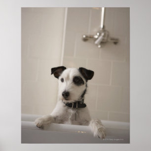 Jackrussell-Terrier Poster