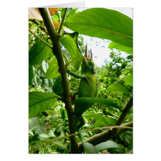 Jackson Chameleon (Vorne)