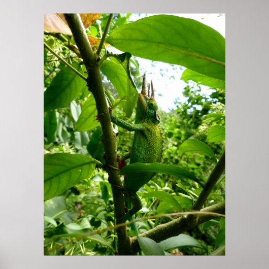 Jackson Chameleon Poster (Vorne)