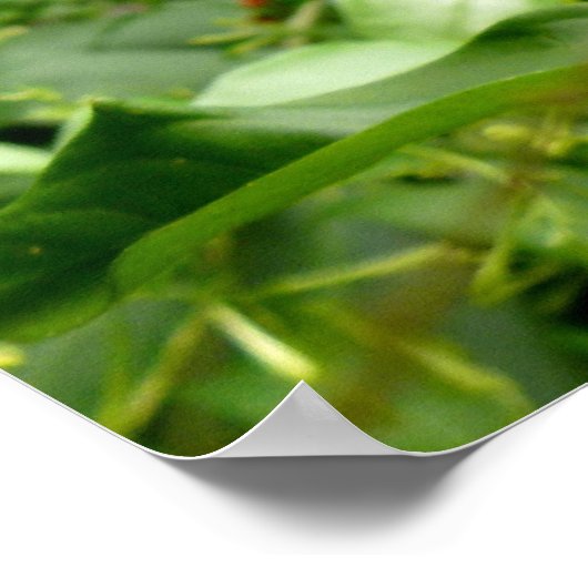 Jackson Chameleon Poster (Ecke)