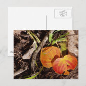 Jackson Hole Wyoming Series Postkarte (Vorne/Hinten)