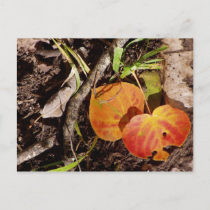 Jackson Hole Wyoming Series Postkarte