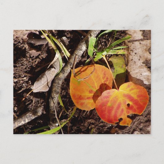 Jackson Hole Wyoming Series Postkarte (Vorderseite)