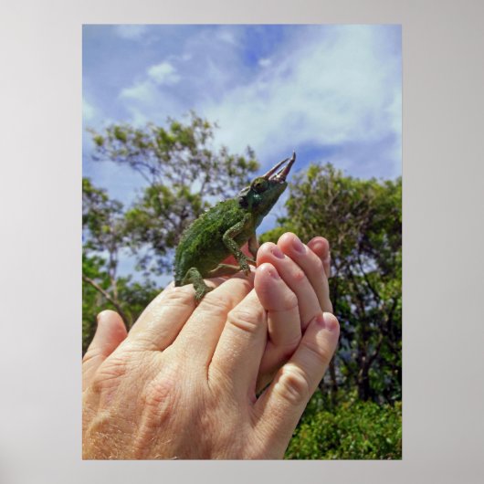 Jackson's Chameleon Poster (Vorne)