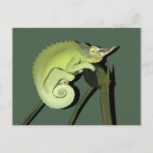 Jackson's Chameleon Postkarte (Vorderseite)