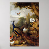 Jacob Bogdani Peacock Peahen Parrots Canary Poster (Vorne)