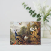 Jacob Bogdani Peacock Peahen Parrots Canary Postkarte (Stehend Vorderseite)