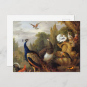 Jacob Bogdani Peacock Peahen Parrots Canary Postkarte (Vorne/Hinten)