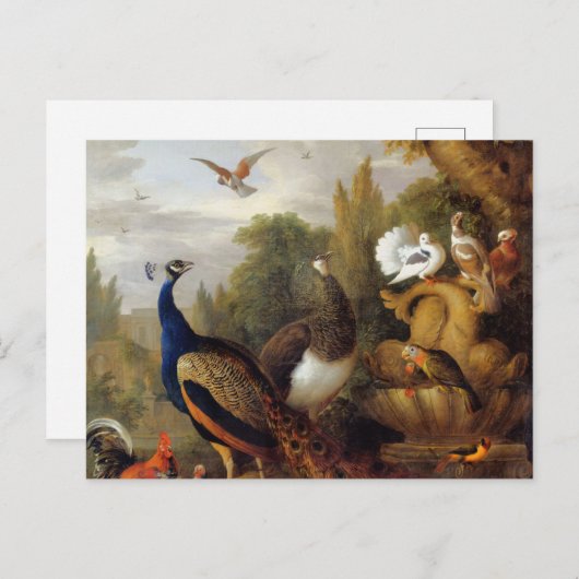 Jacob Bogdani Peacock Peahen Parrots Canary Postkarte (Vorne/Hinten)