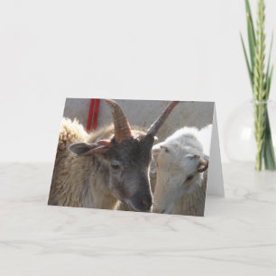 Jacob Crossbred Sheep Karte