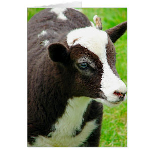Jacob Lamb Jeden Anlaß Grußkarte