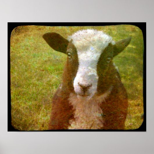 Jacob Lamb Poster (Vorne)