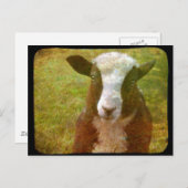 Jacob Lamb Postkarte (Vorne/Hinten)