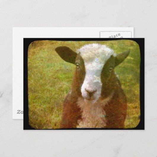 Jacob Lamb Postkarte (Vorne/Hinten)